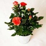 Как ухаживать за комнатными розами